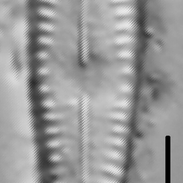 Lingulateformis 112435B 005