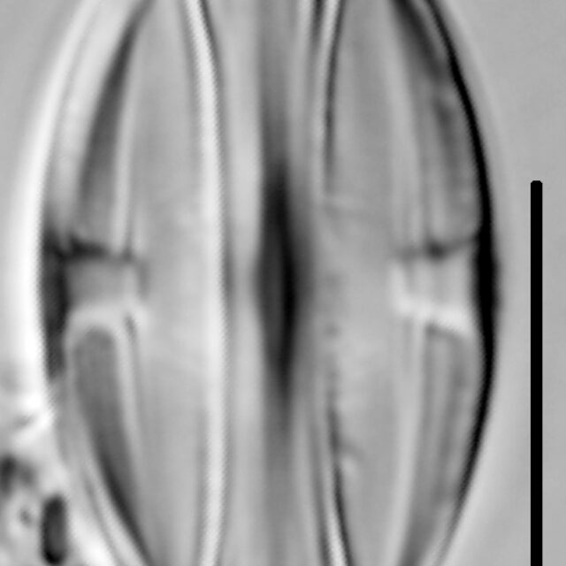 Halamphora montana LM4