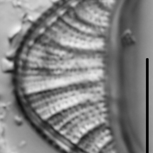 Rhopalodia musculus LM3