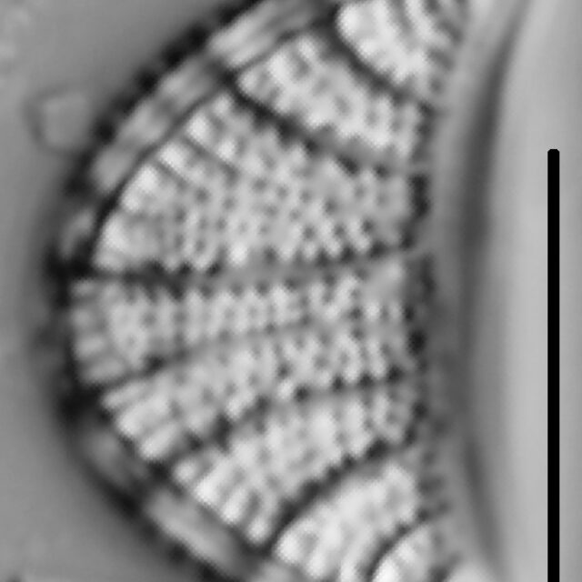 Rhopalodia musculus LM2