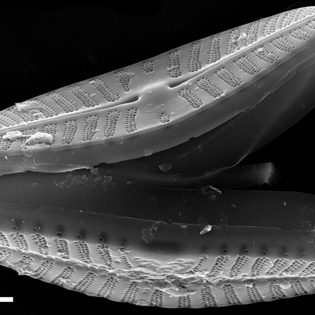 Planothidium frequentissimum SEM4