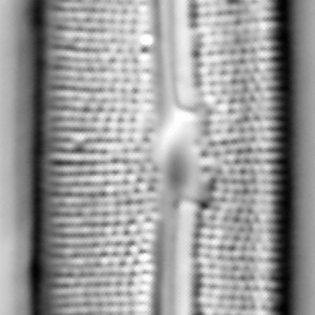 Frustulia neomundana LM3