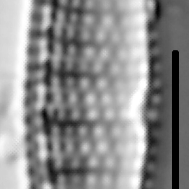 Nitzschia denticula LM1