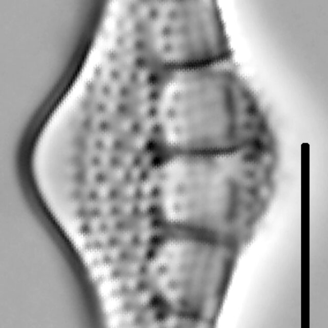 Nitzschia sinuata var tabellaria LM5