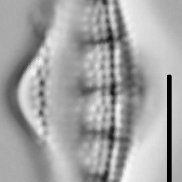 Nitzschia sinuata var tabellaria LM4