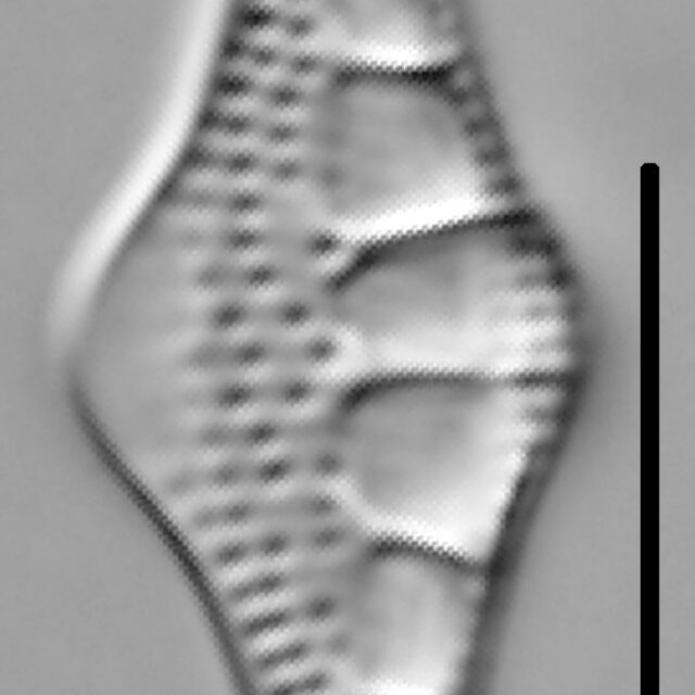 Nitzschia sinuata var tabellaria LM3