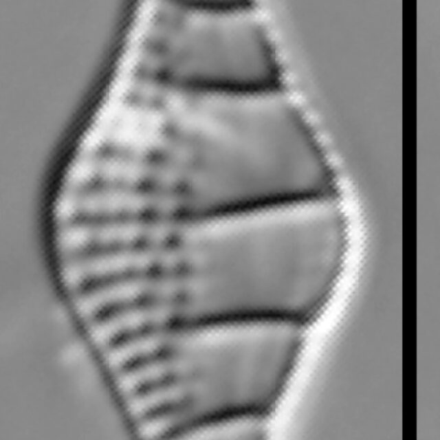 Nitzschia sinuata var tabellaria LM2