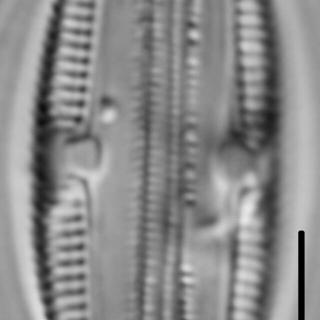 Halamphora normanii LM5