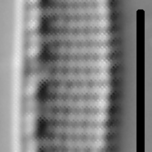 Nitzschia oregona LM5