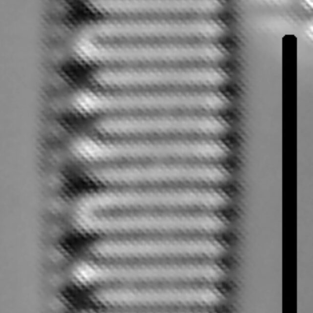 Nitzschia oregona LM4