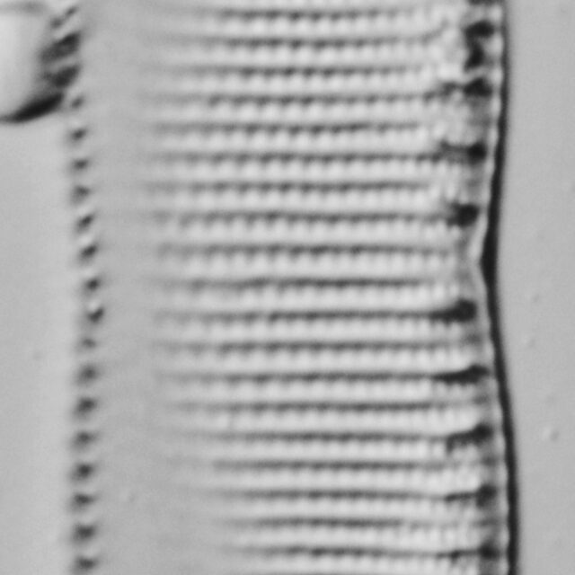 Psammodictyon constrictum LM2