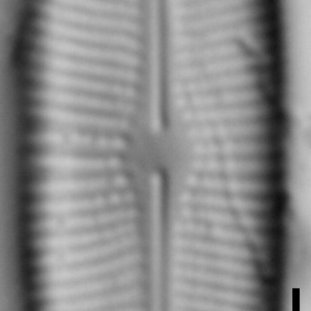 Prestauroneis protracta LM5