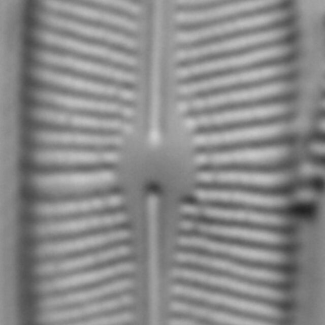 Prestauroneis protracta LM4