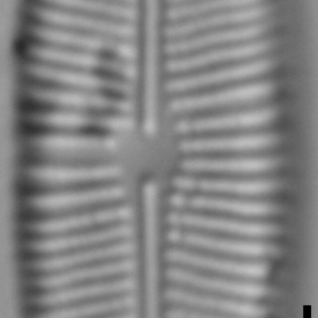 Prestauroneis protracta LM2