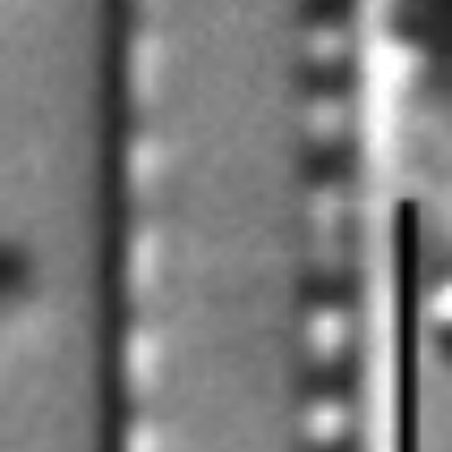 Nitzschia paleacea LM6