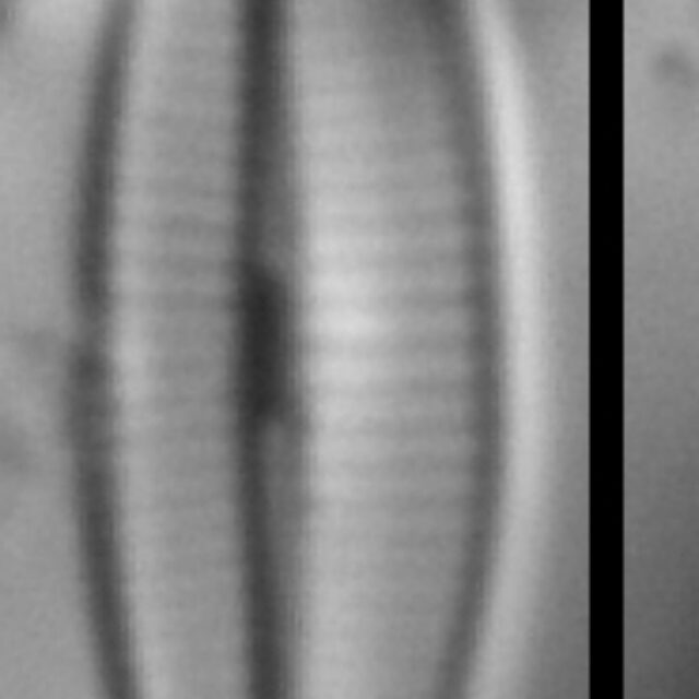 Craticula molestiformis LM3