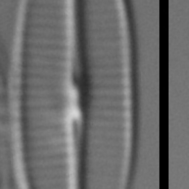 Craticula molestiformis LM2