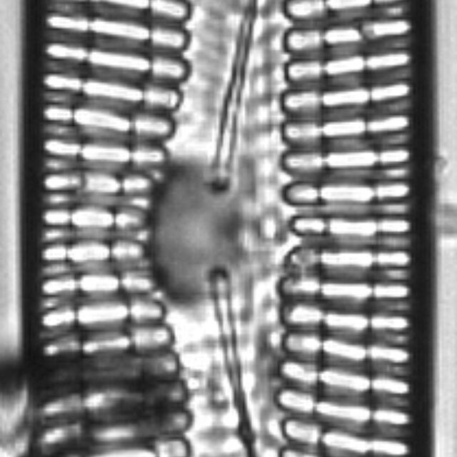 Pinnularia streptoraphe LM9