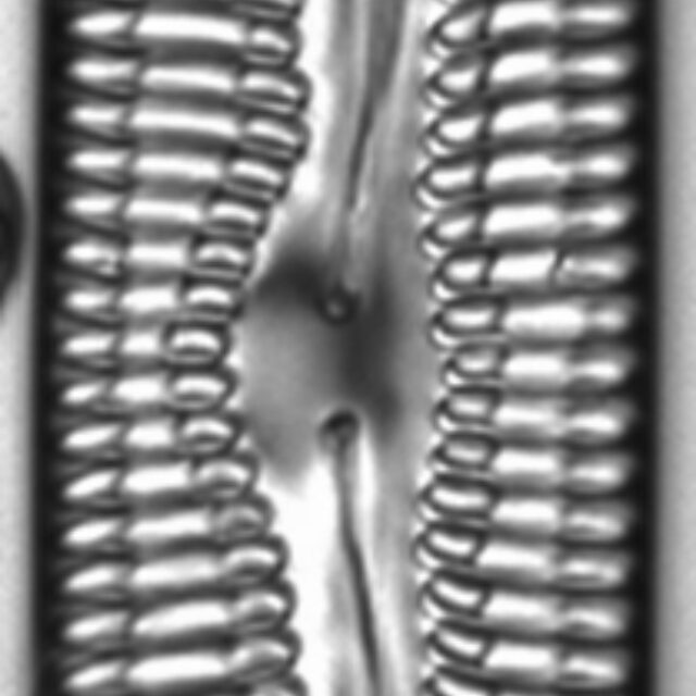 Pinnularia streptoraphe LM8