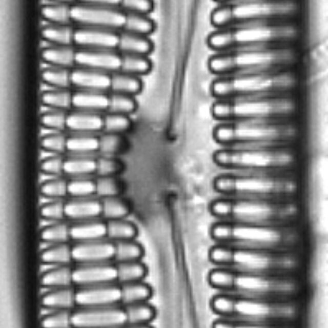 Pinnularia streptoraphe LM7