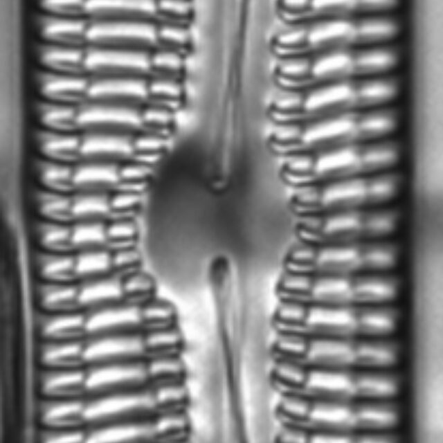 Pinnularia streptoraphe LM6