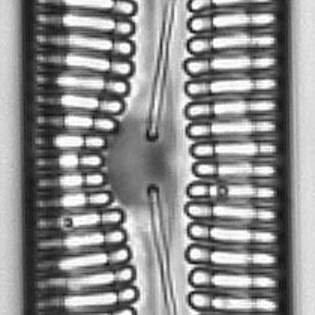 Pinnularia streptoraphe LM5