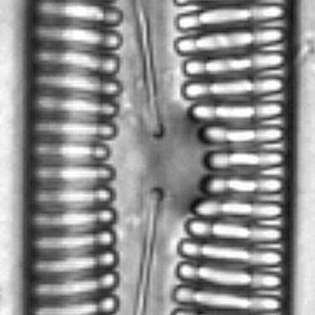 Pinnularia streptoraphe LM4