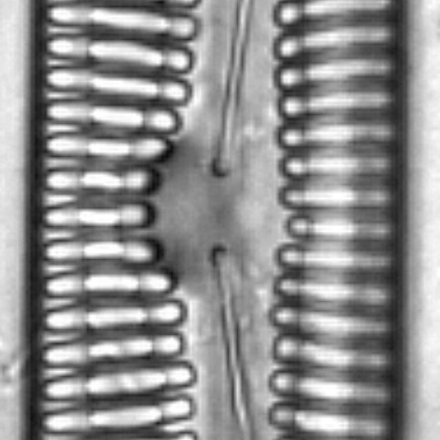 Pinnularia streptoraphe LM3