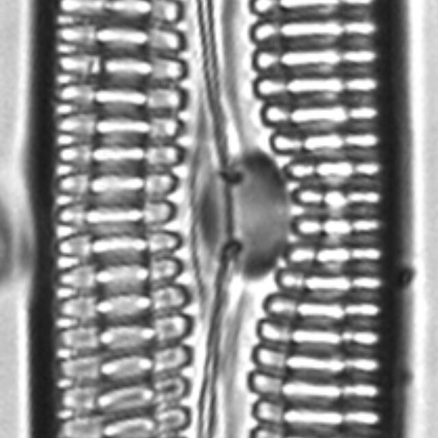 Pinnularia streptoraphe LM2