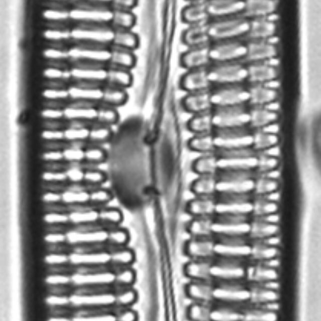 Pinnularia streptoraphe LM1