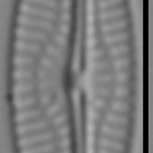 Pseudofallacia monoculata LM6