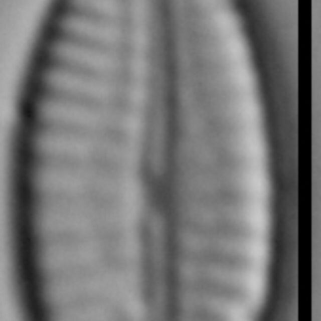 Pseudofallacia monoculata LM5