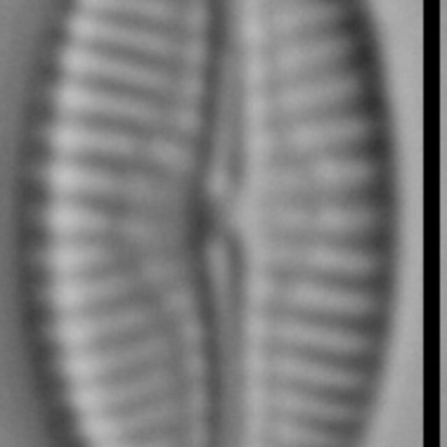 Pseudofallacia monoculata LM4