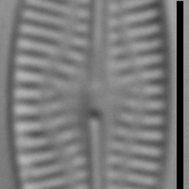 Pseudofallacia monoculata LM8