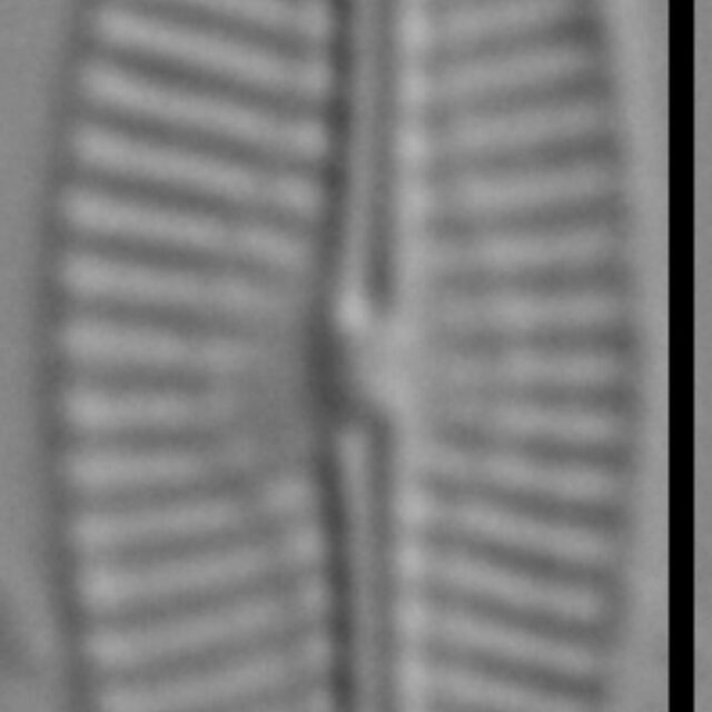 Pseudofallacia monoculata LM7