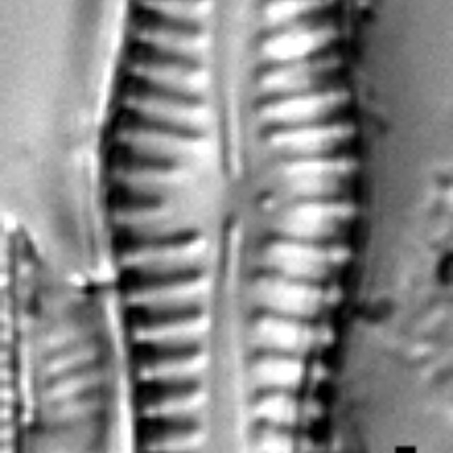 Gomphonema pusillum LM1