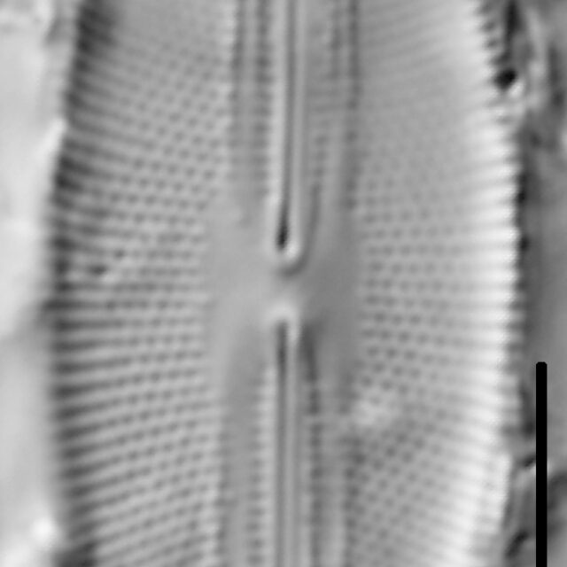 Fallacia pygmaea LM4