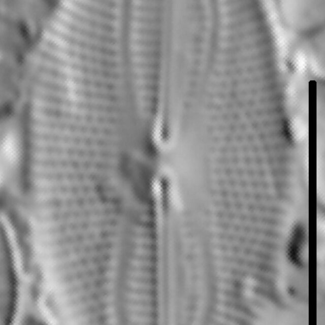 Fallacia pygmaea LM3