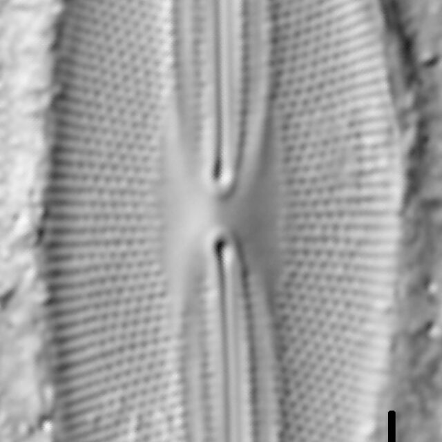 Fallacia pygmaea LM1