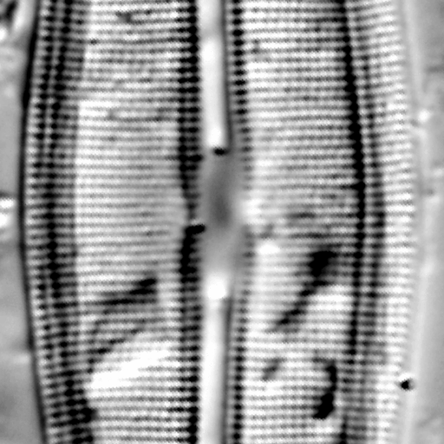 Frustulia quadrisinuata LM6