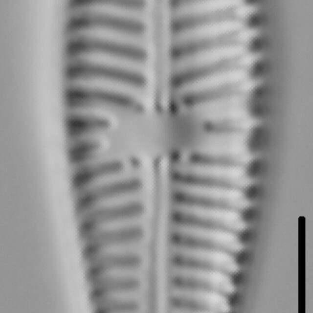 Gomphoneis pseudo-okunoi LM3