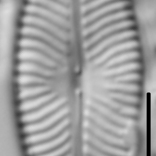 Navicula salinarum LM5