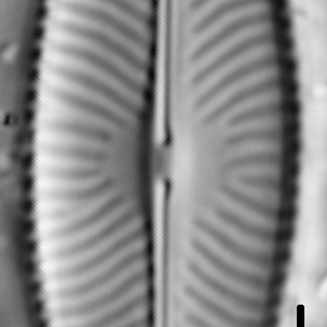 Navicula salinarum LM4