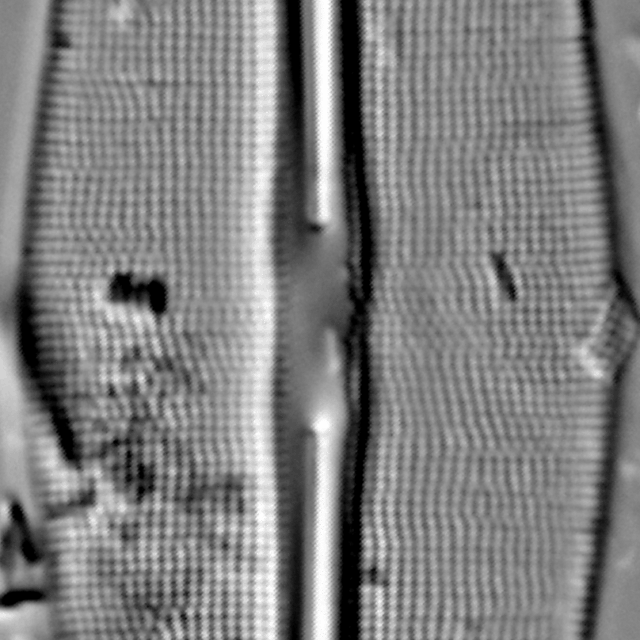 Frustulia saxonica LM5