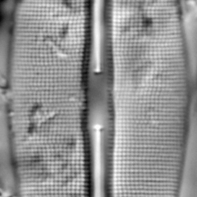 Frustulia saxonica LM3