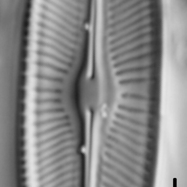 Sellaphora bacillum LM1