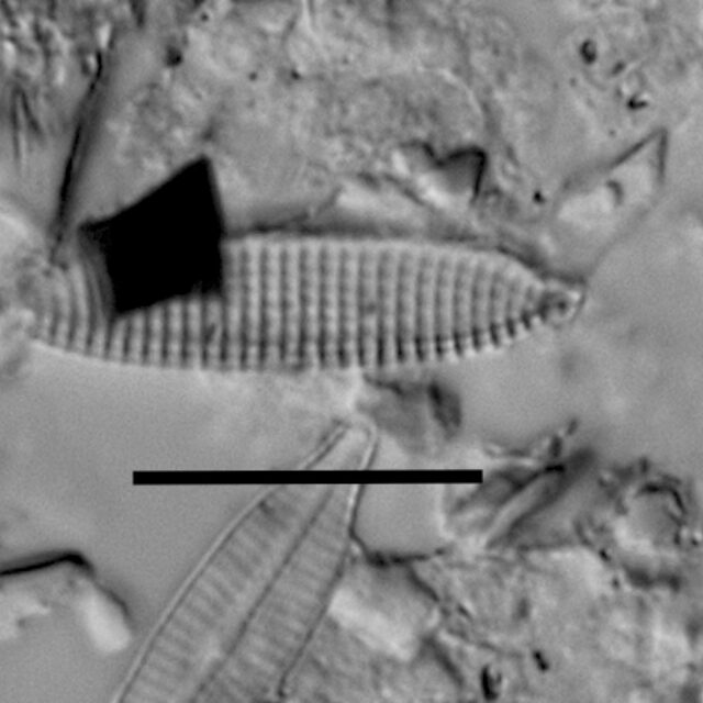 Nitzschia silicula var commutata LM4