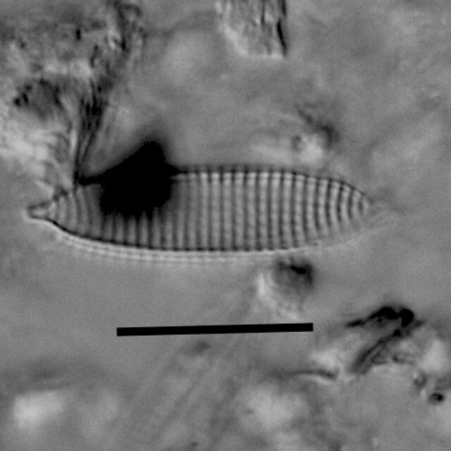 Nitzschia silicula var commutata LM2