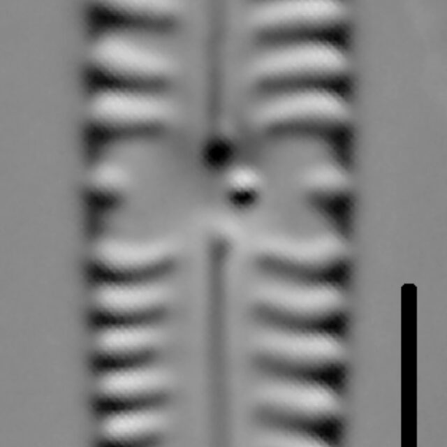 Gomphonema stoermeri LM6