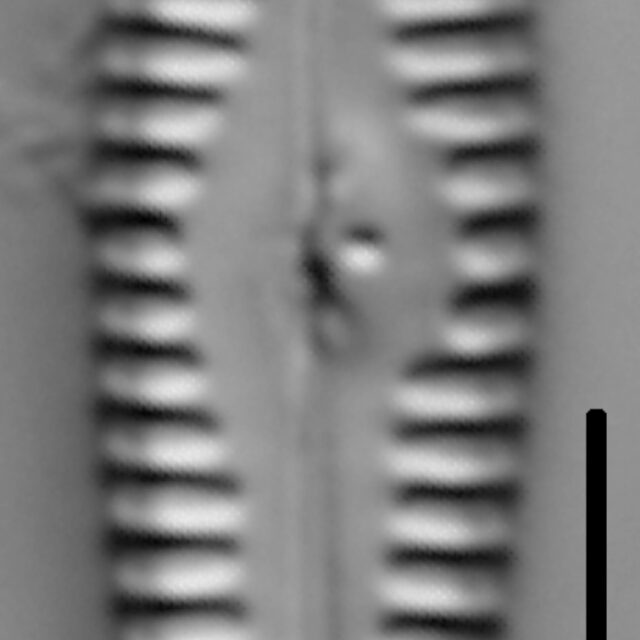 Gomphonema stoermeri LM5